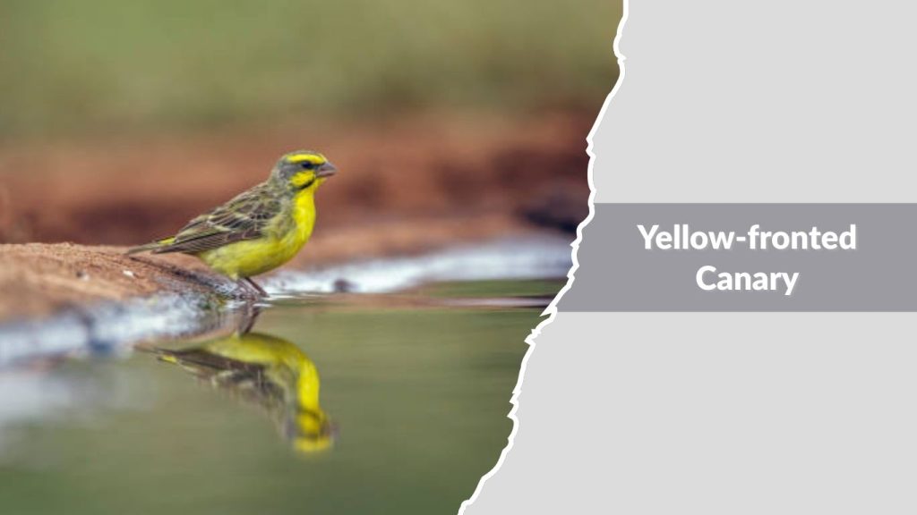 Yellow-fronted Canary