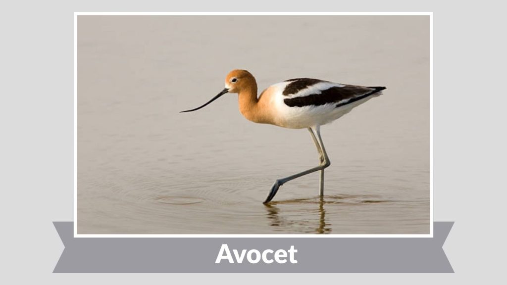 Avocet