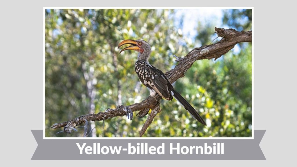 Yellow-billed Hornbill