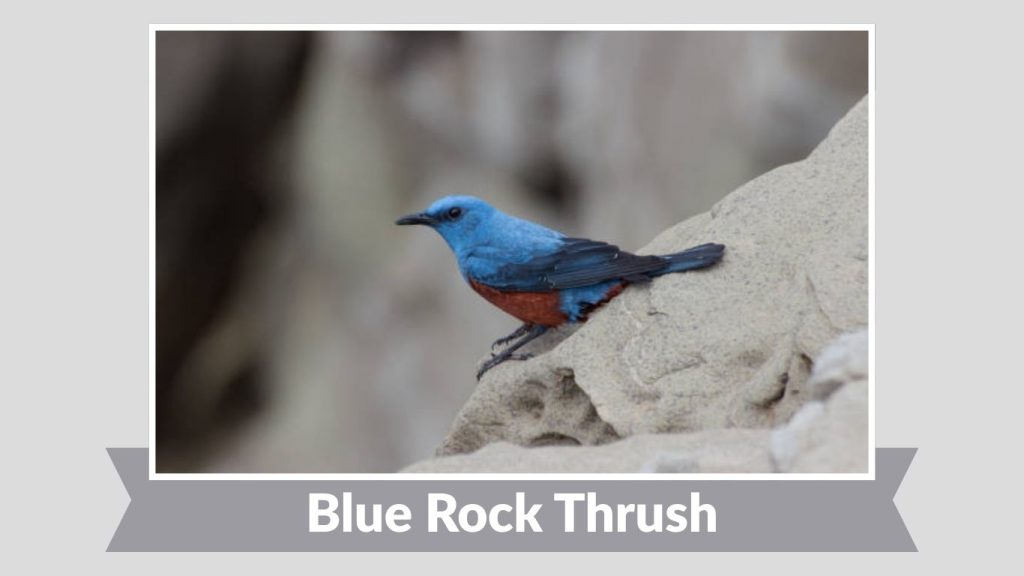 Blue Rock Thrush