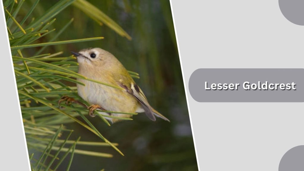 Lesser Goldcrest