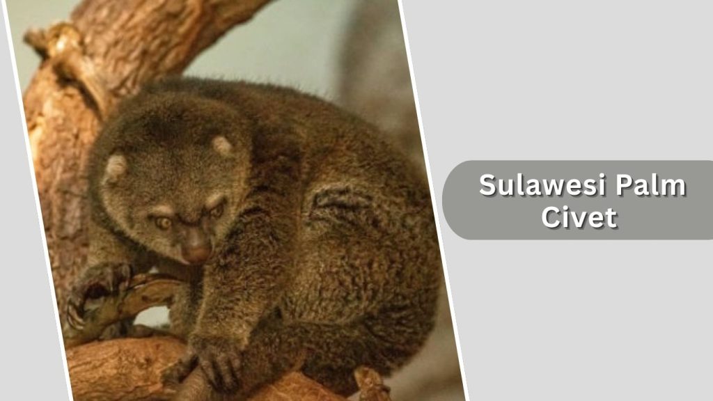 Sulawesi Palm Civet