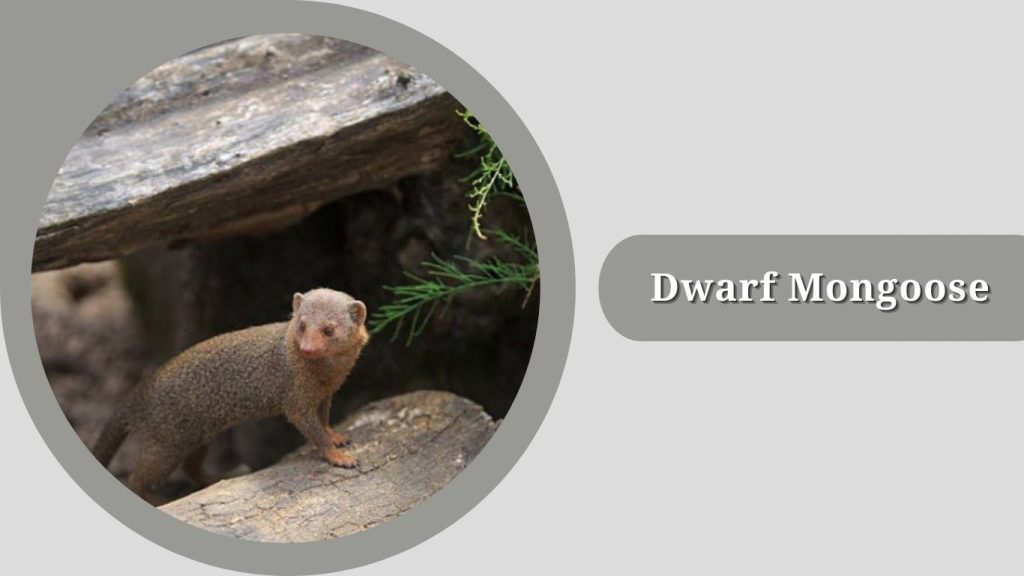 Dwarf Mongoose 