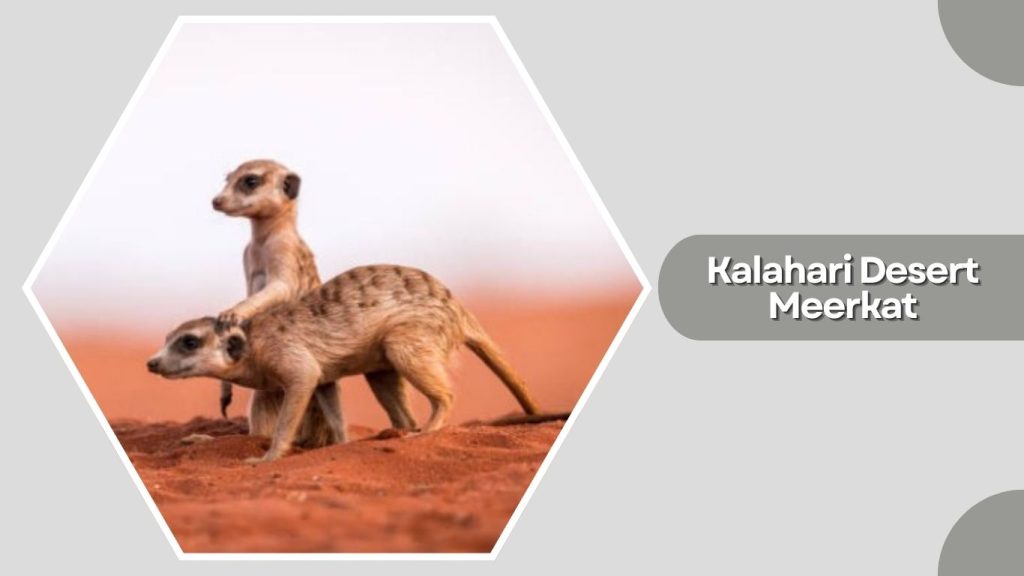 Kalahari Desert Meerkat
