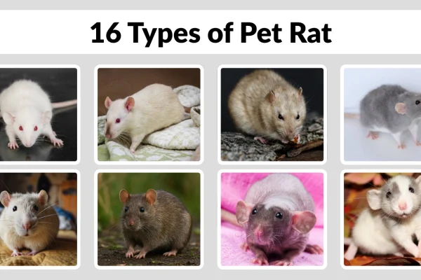 16 Types of Pet Rat Identification with Pictures