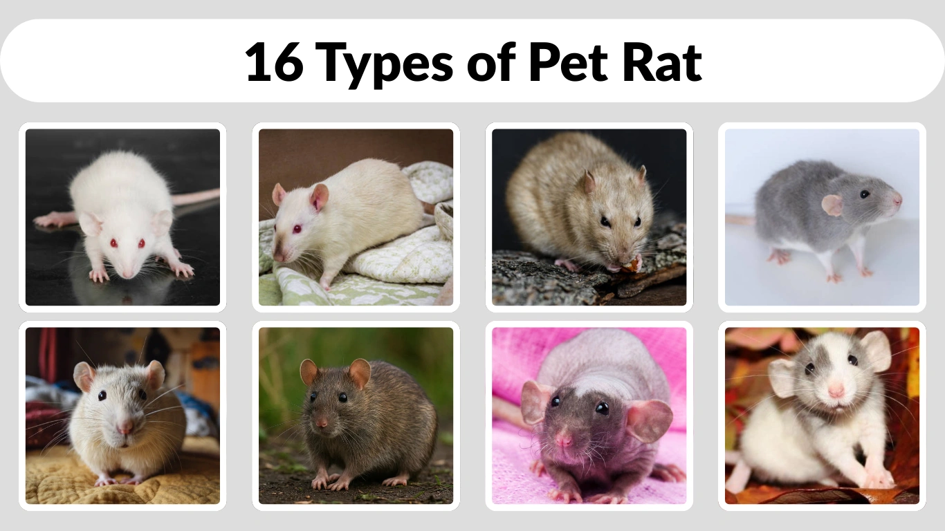 16 Types of Pet Rat Identification with Pictures