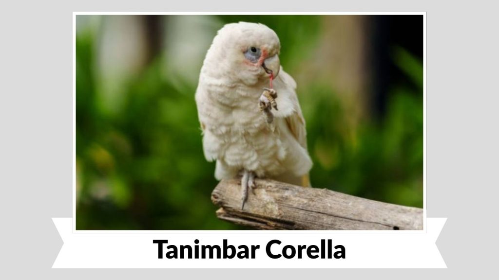 Tanimbar Corella