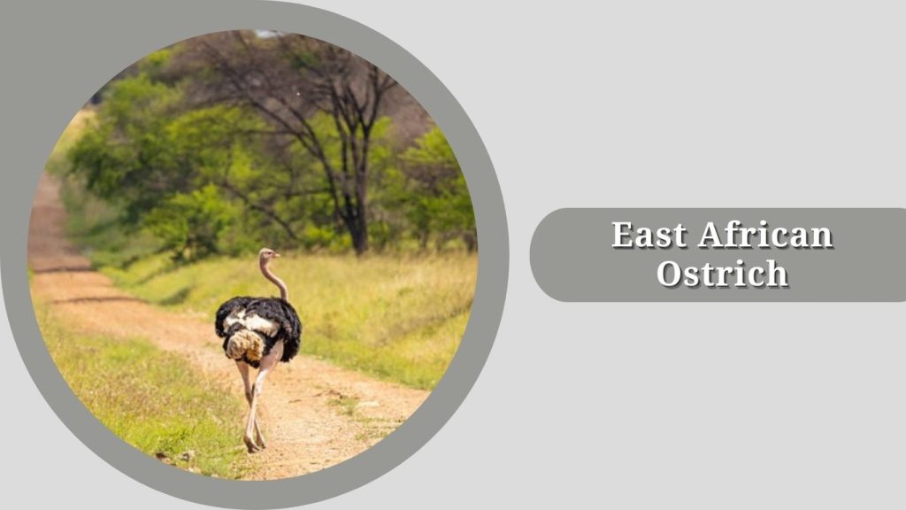 East African Ostrich 
