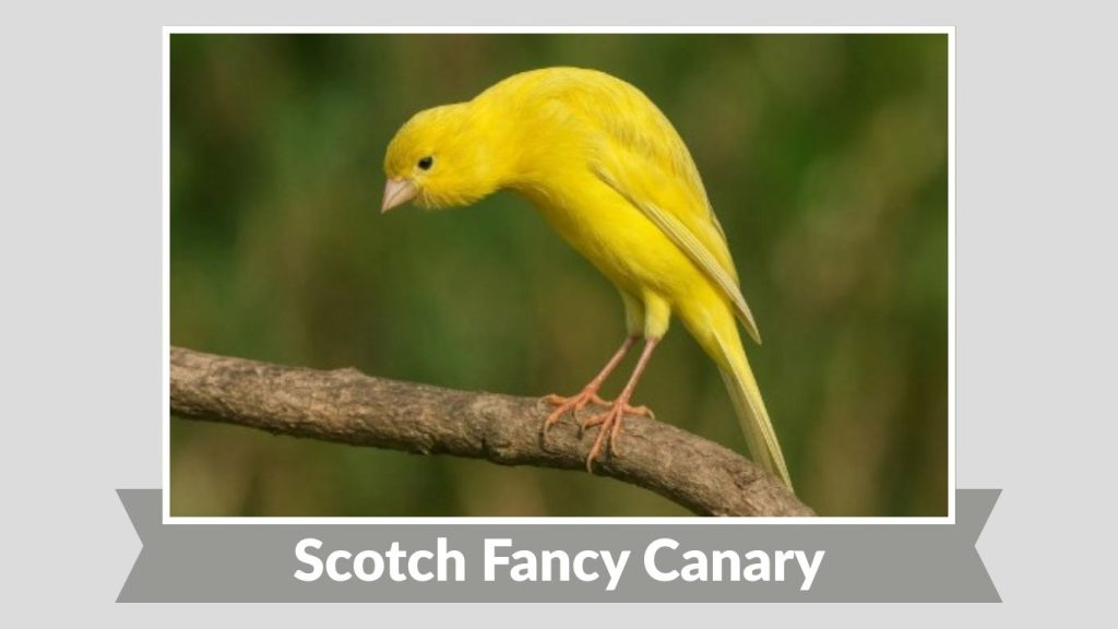 Scotch Fancy Canary