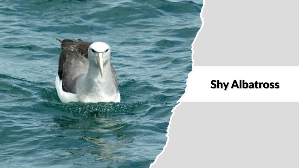 Shy Albatross