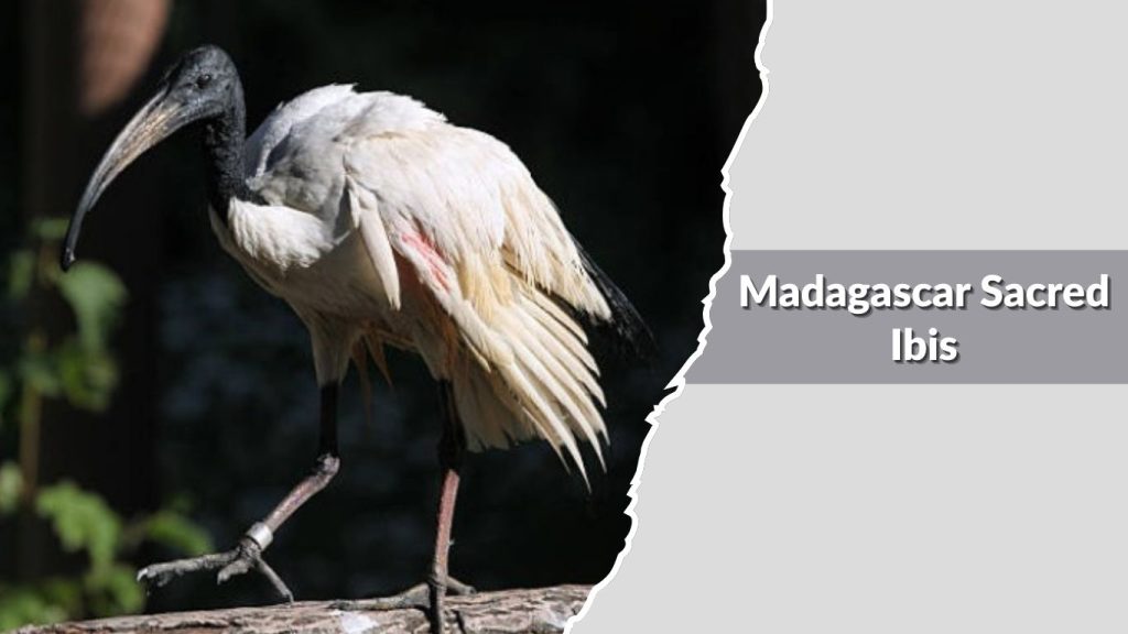 Madagascar Sacred Ibis