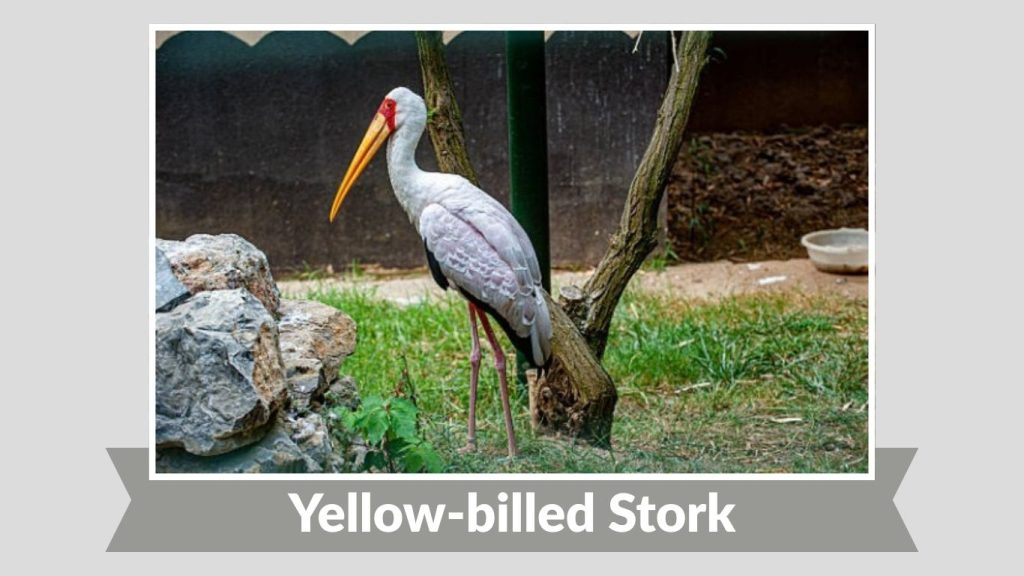 Yellow-billed Stork