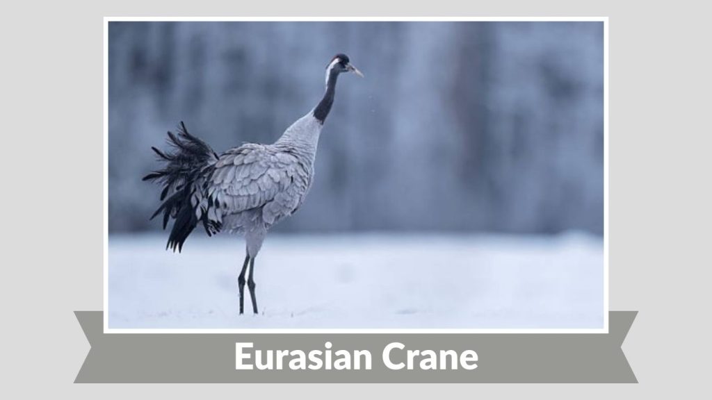 Eurasian Crane