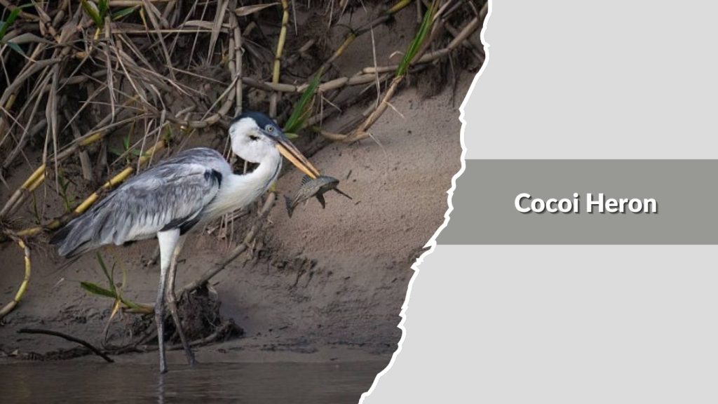 Cocoi Heron