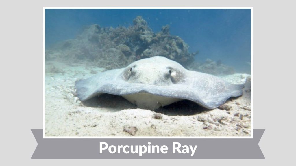 Porcupine Ray