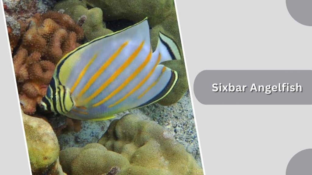 Sixbar Angelfish 