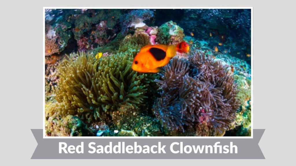 Red Saddleback Clownfish