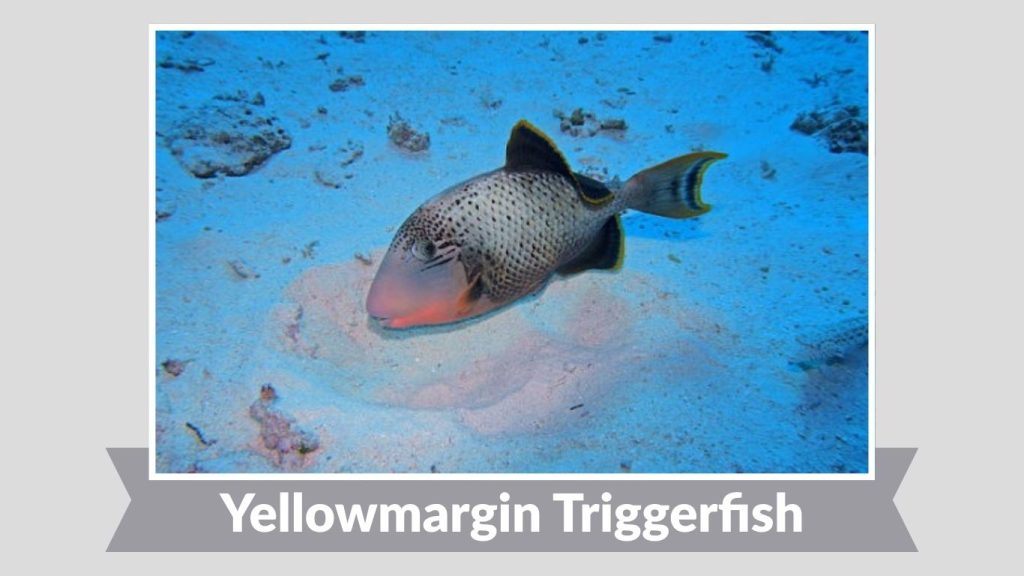 Yellowmargin Triggerfish