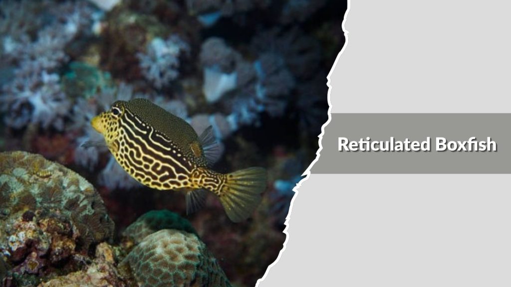 Reticulated Boxfish