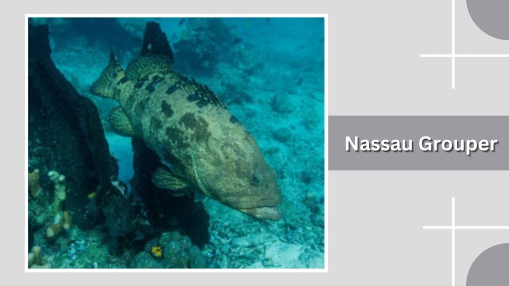 Nassau Grouper