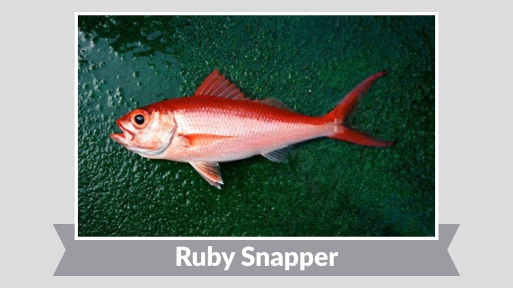 Ruby Snapper