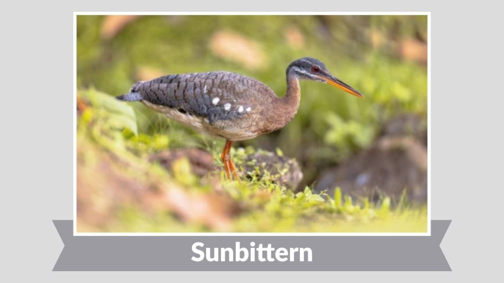 Sunbittern