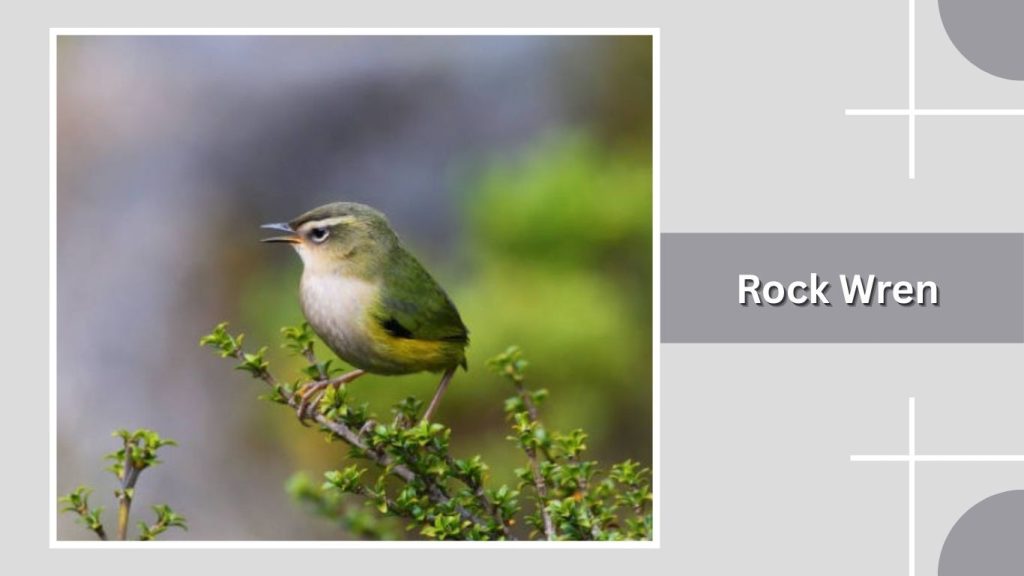 Rock Wren