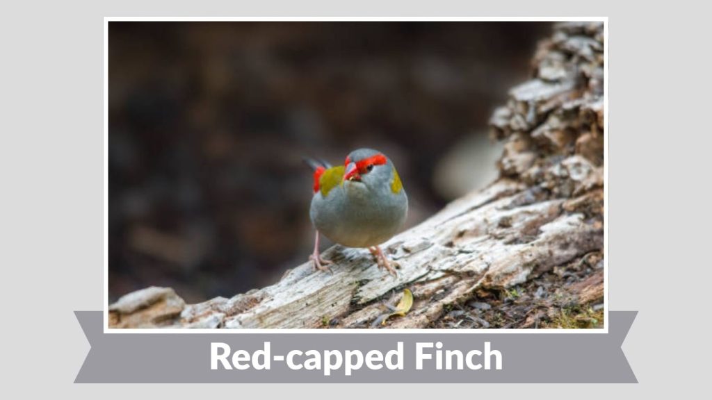 Red-capped Finch