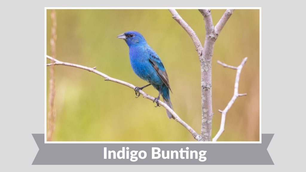 Indigo Bunting