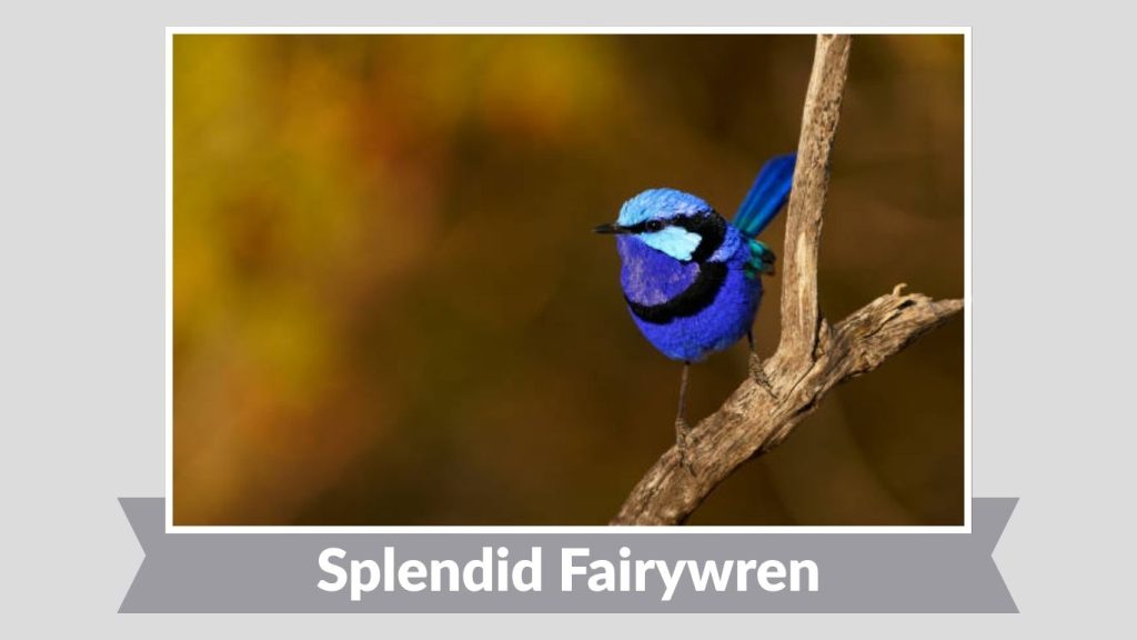 Splendid Fairywren