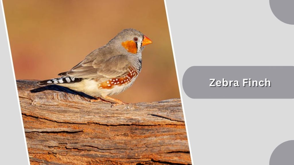  Zebra Finch