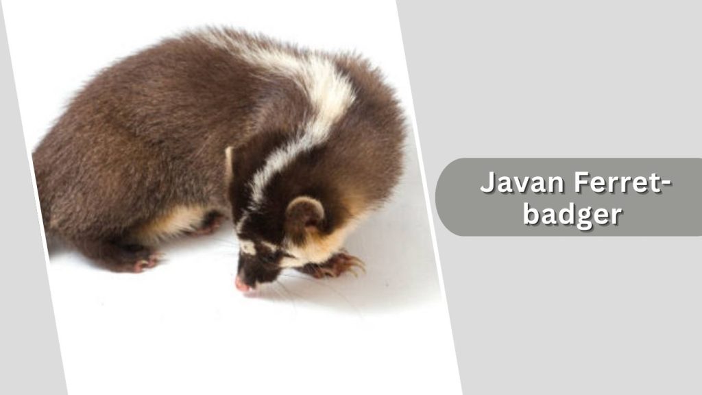 Javan Ferret-badger