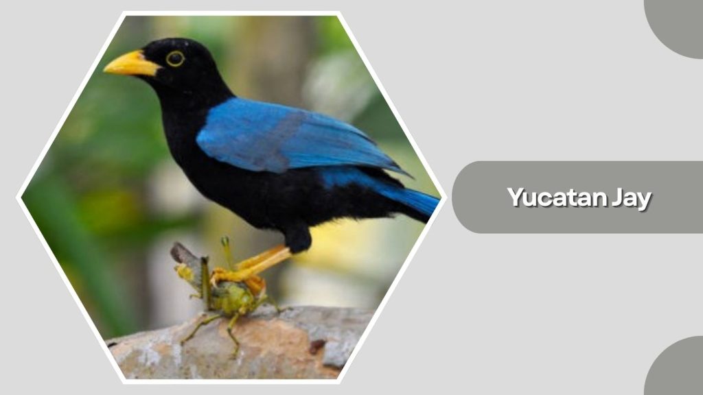 Yucatan Jay