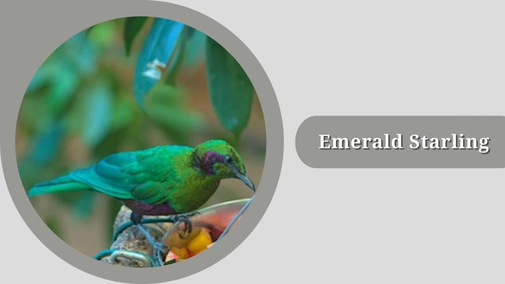 Emerald Starling