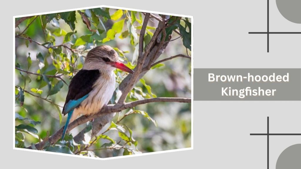 Brown-hooded Kingfisher 