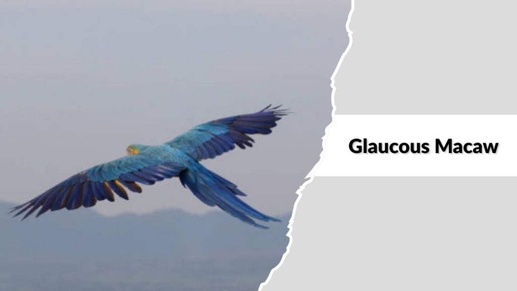 Glaucous Macaw