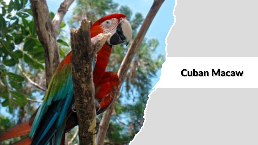 Cuban Macaw