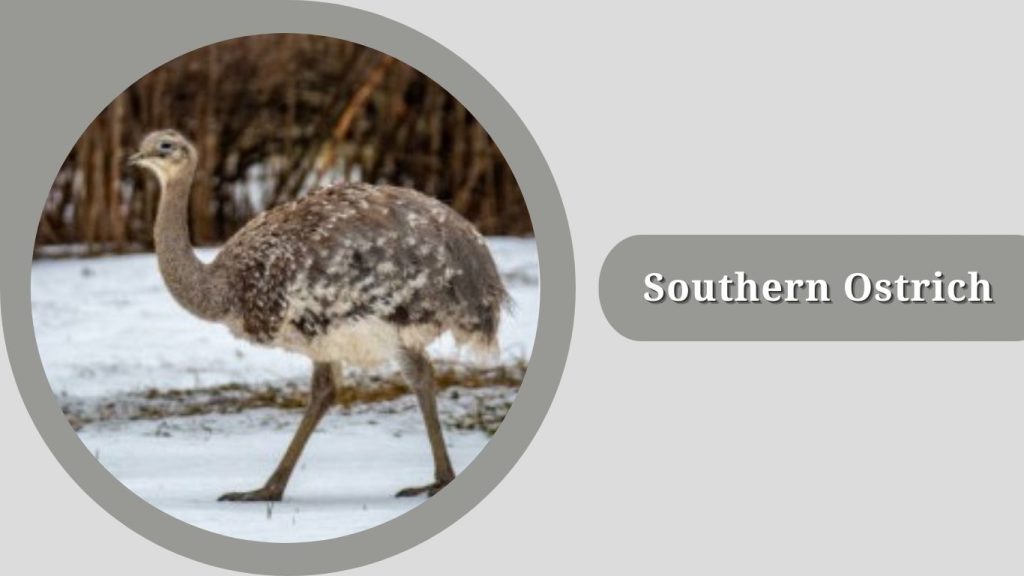  Southern Ostrich