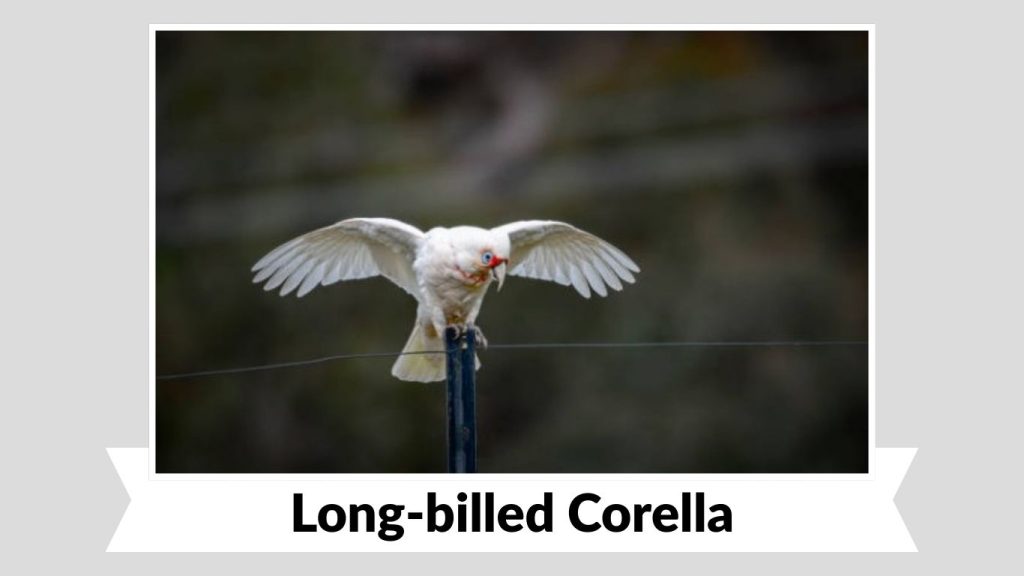Long-billed Corella