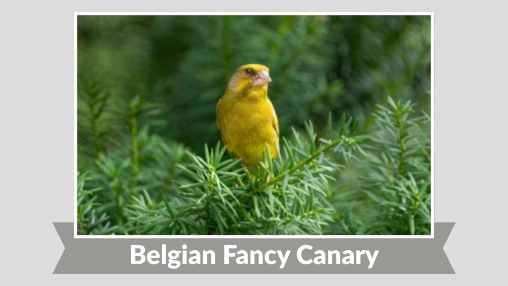 Belgian Fancy Canary