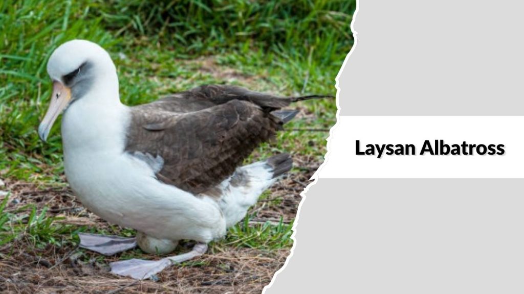Laysan Albatross