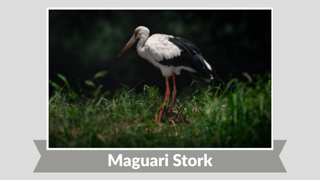 Maguari Stork