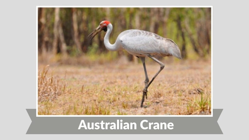 Australian Crane