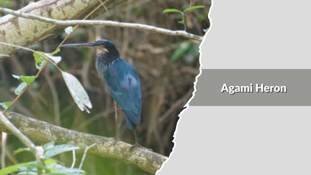 Agami Heron