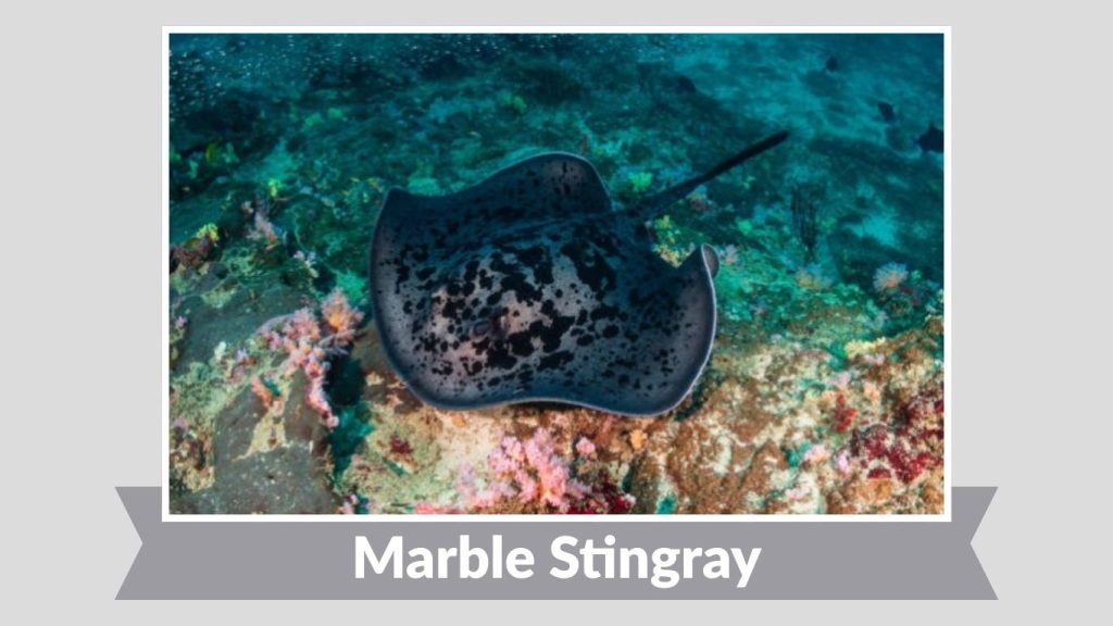 Marble Stingray