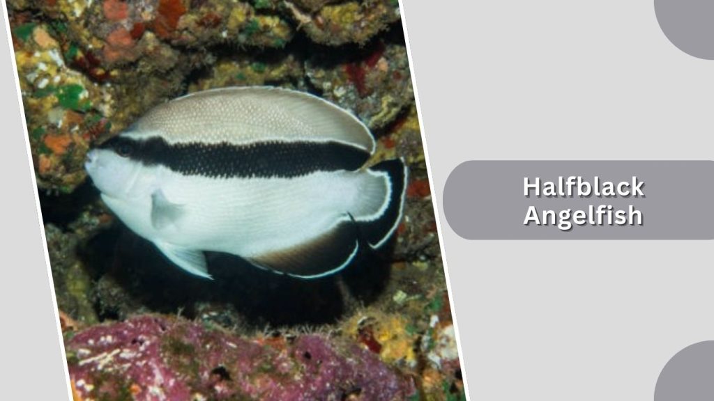 Halfblack Angelfish
