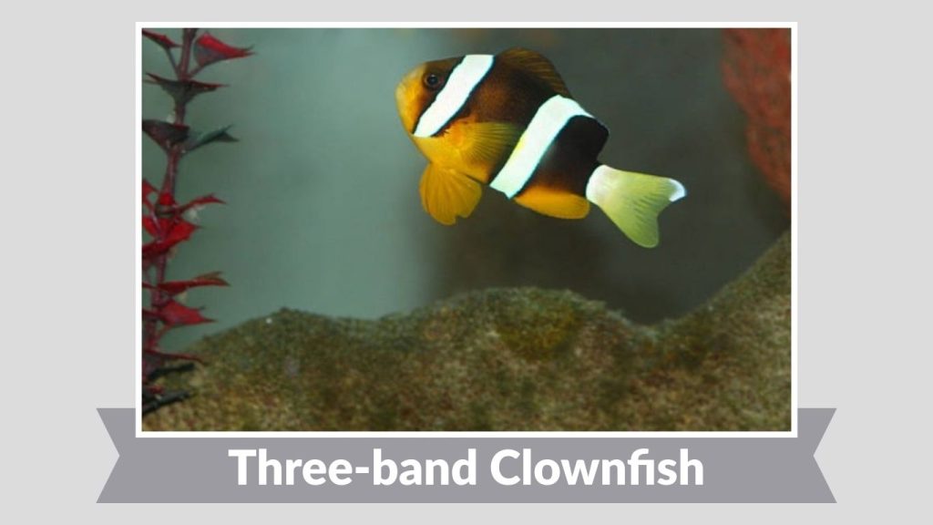 Three-band Clownfish
