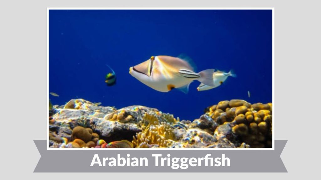 Arabian Triggerfish