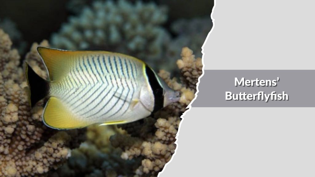 Mertens’ Butterflyfish