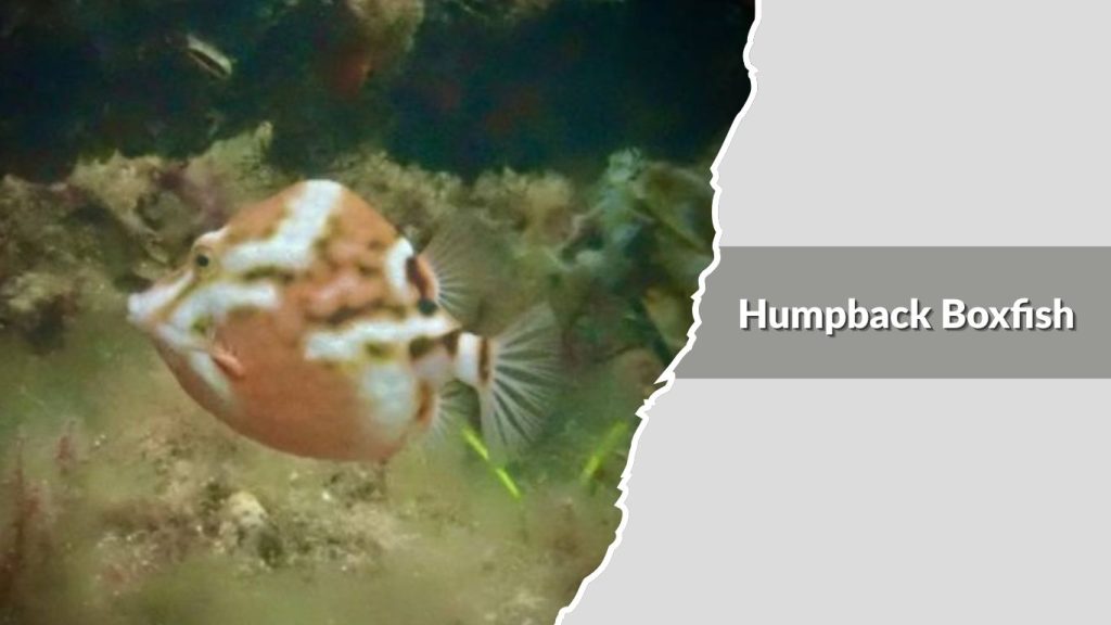 Humpback Boxfish